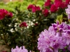 landscape company