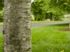 landscape design annapolis, md