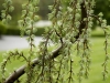 landscape design annapolis, md