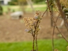 lawn care services annapolis, md