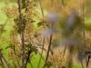 lawn care services annapolis, md