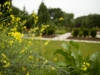 lawn care washington dc