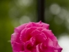landscape company washington, d.c.