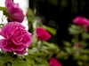 landscape company washington, d.c.