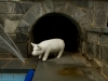pool with stone pig