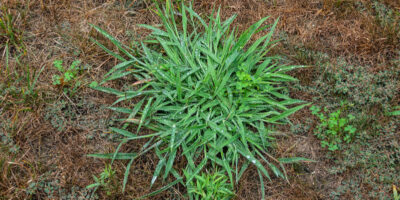 House front lawn invaded by crabgrasses