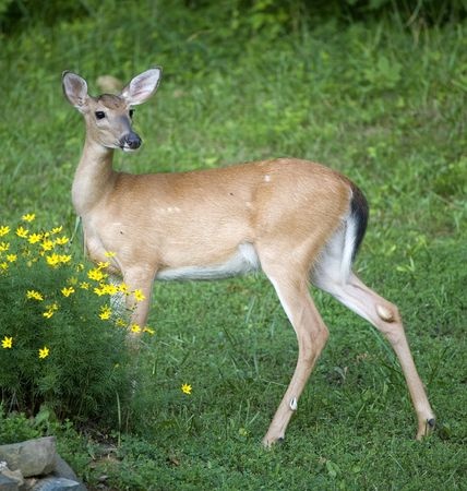 This time of year, roving herds of deer are a common sight in neighborhoods in Maryland. In addition to being a dangerous nuisance to drivers, whitetail deer can also be a real headache for gardeners. Deer love to munch on plants like hostas, pansies and impatients. They’re also fond of many of the same fruits and vegetables humans like to eat as well. If you have a garden in this area, chances are you’ve had to chase a few deer off from time to time. You may have even lost some of your favorite plants to the wandering foragers. This year, let’s take a few extra precautions to deer-proof your garden. Repellants There are a number of repellant products on the market that you can apply around your garden to deter deer from stopping in for a snack. Most of these repellants use naturally-occurring chemicals like Sulphur, ammonia and capsaicin to make your garden less appealing to deer. For best results, you should rotate different types of repellants throughout the season and reapply them after rainfalls. Predator Urine This is a different kind of deterrent that tricks deer into thinking there are predators around your garden. Many people find predator urine to be an effective way to keep deer away, but it can be expensive to maintain around a large garden. Spray applications need to be reapplied as often as once a week. Granular options are typically less expensive and more practical for use in large gardens. Other Scare Tactics Deer are easily spooked by unfamiliar noises and movement. Placing ornaments like wind chimes and wind spinners around your garden can make deer nervous about getting too close. A simple fishing line suspended about three feet above the ground can also help to keep deer out of your garden. Deer are incredible jumpers, but they don’t particularly like to climb over things. Plant Carefully Keep plants that deer are most attracted to close to your house. Conceal them with other plants that deer are less likely to be interested in. Planting pungent herbs like garlic, mint and lavender can help to mask the scent of other more appetizing plants. Adding thorny or prickly plants to your garden can make it less appealing to deer as well.