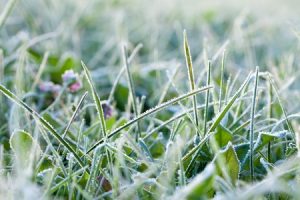 Landscape Winterizing Tips 