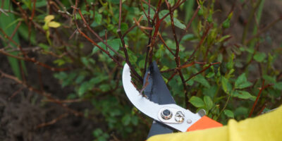 Pruning roses is flower care that promotes healthier growth and bright blooms.