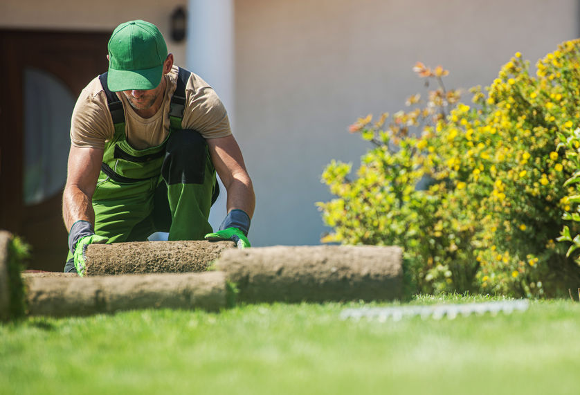 Landscaper Rolling New Turf