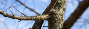 Hands Holding Clippers to Prune Trees from First-Person Perspective