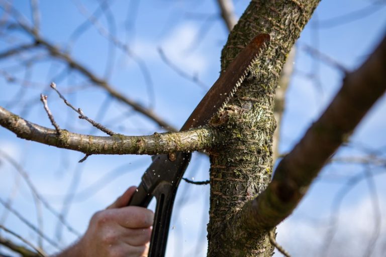 Hands Holding Clippers to Prune Trees 