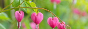 Pink Bleeding Heart Flowers on Stem