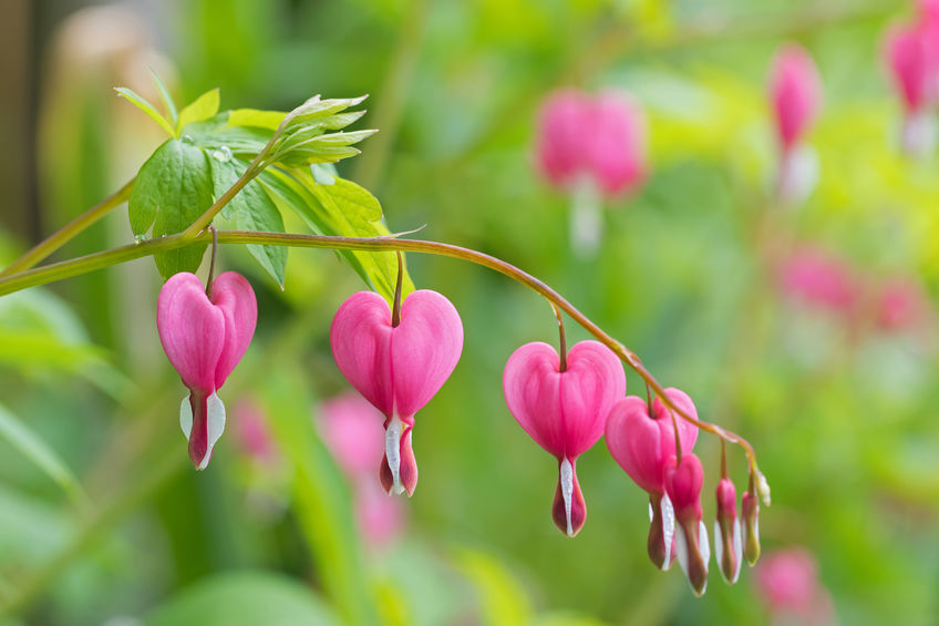 Pink Bleeding Heart Flowers on Stem