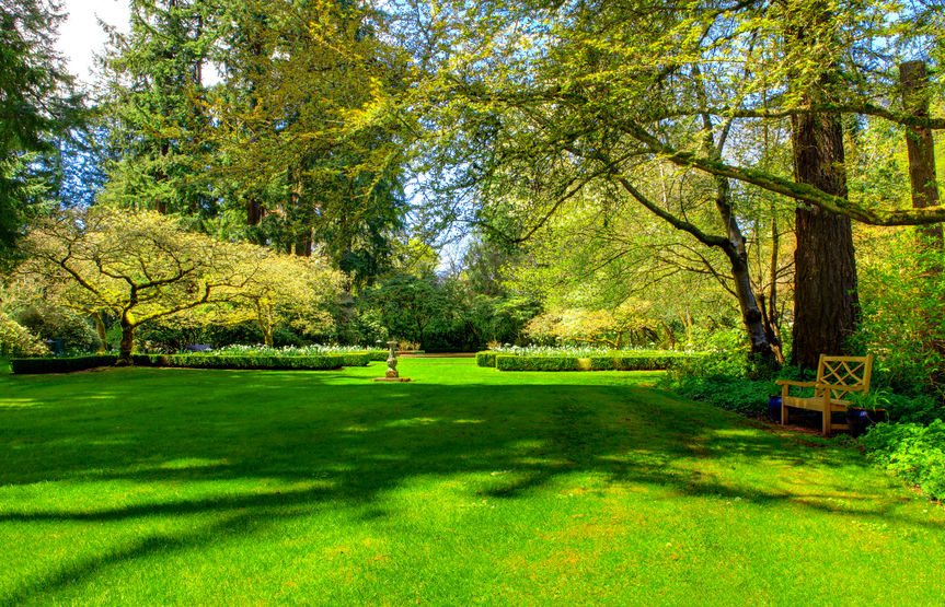 Trees in Backyard on Green Lawn