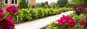 Pink Flower Bed in Focus with Out of Focus Walkway and House in Background