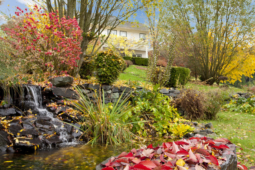 Fall changing leaves scattered across pond